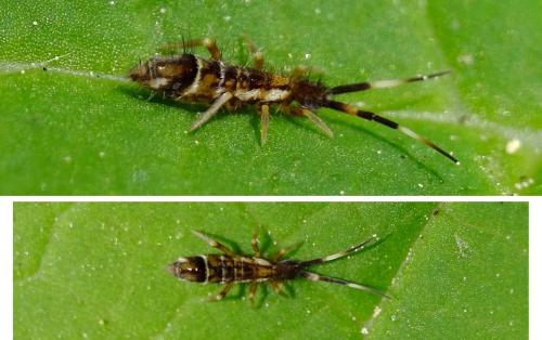 Réf. 342 728 : Orchesella flavescens